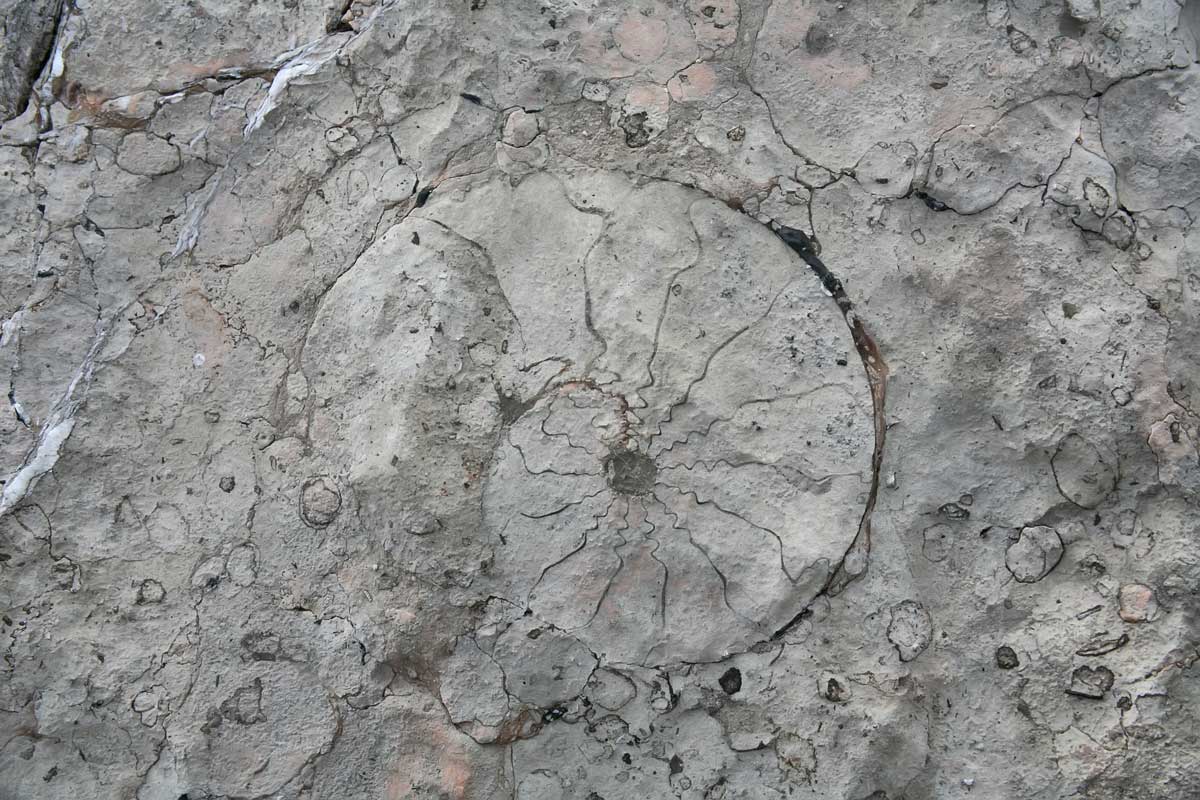 Ammonite Limestone