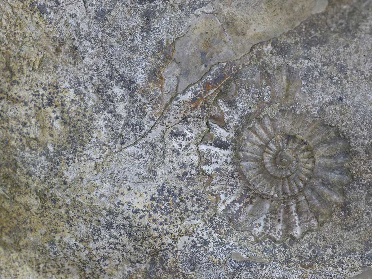 Steinplatte Mit Ammonit Hintergrund 2