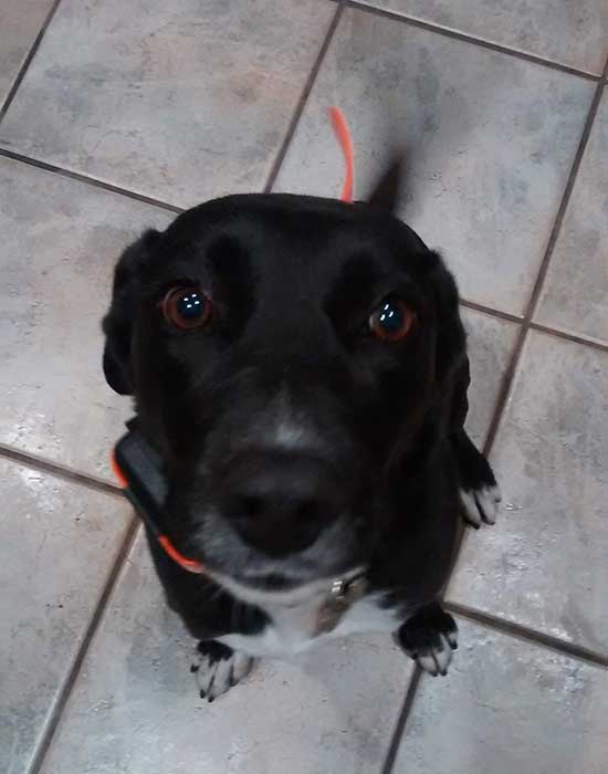 Bella